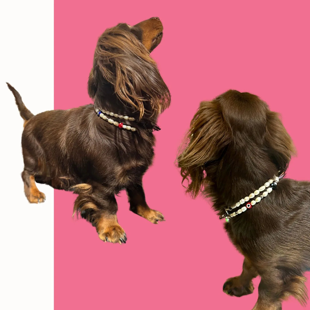 Collier de perles pour chien