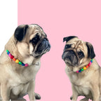 Collier de perles pour chien