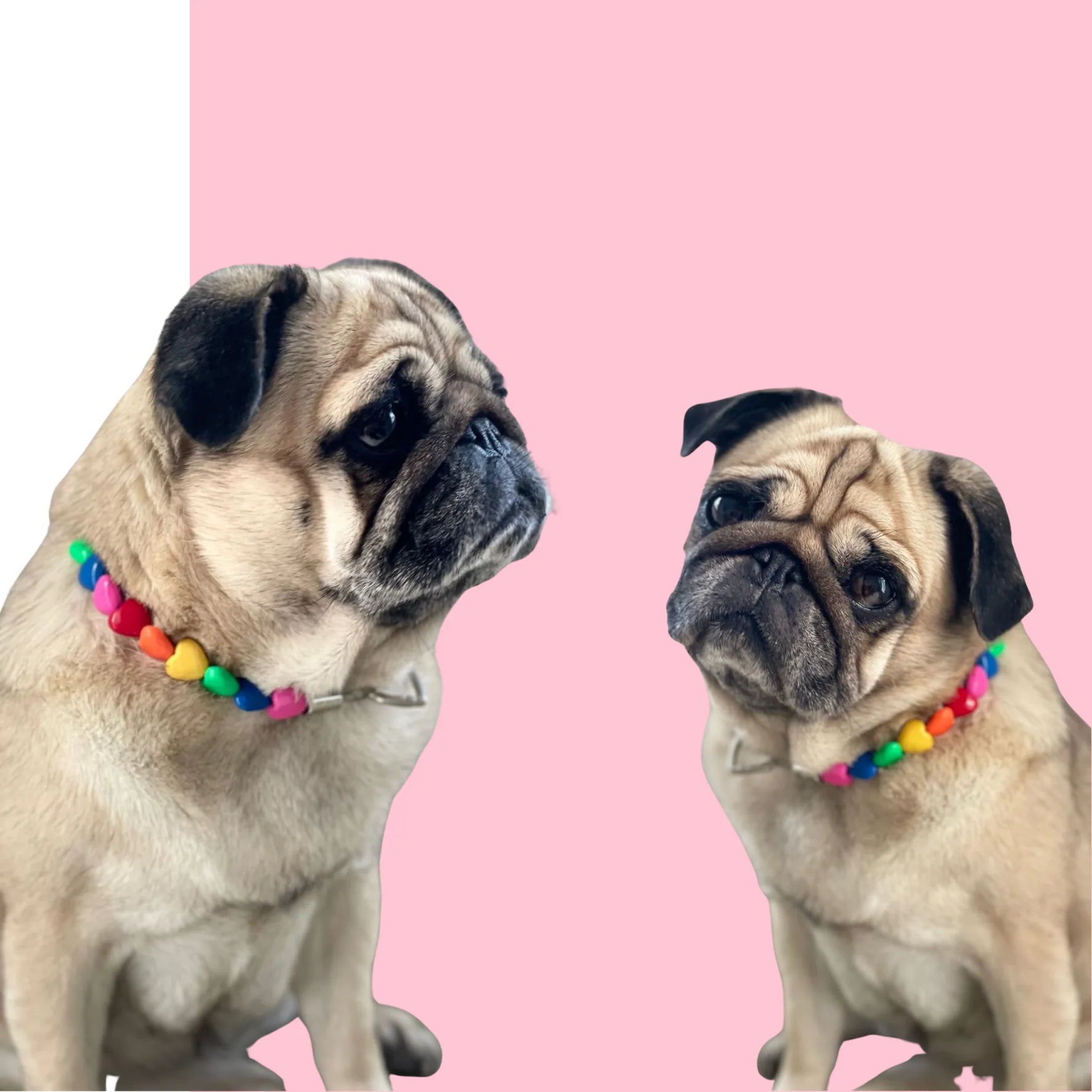 Collier de perles pour chien