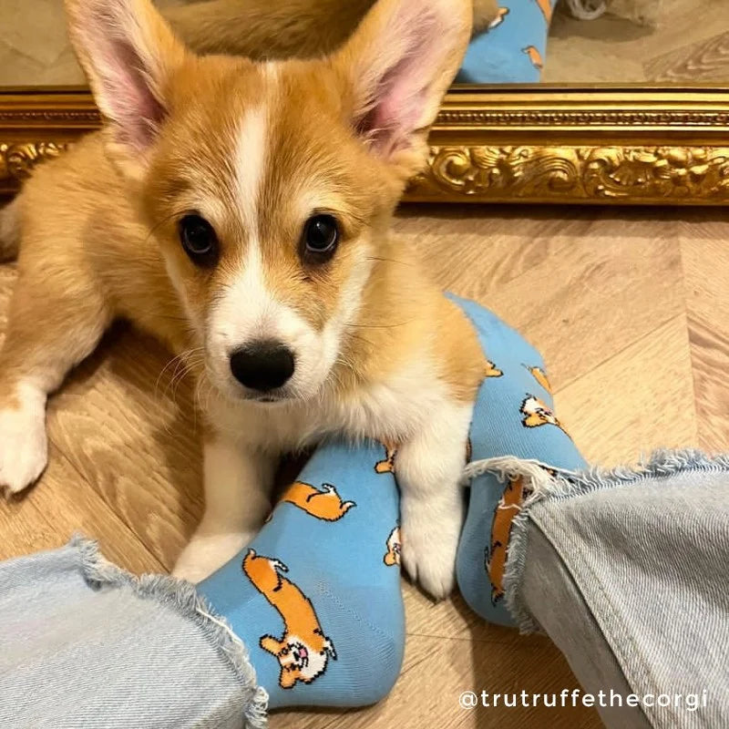 Chaussette race de chien - Corgi