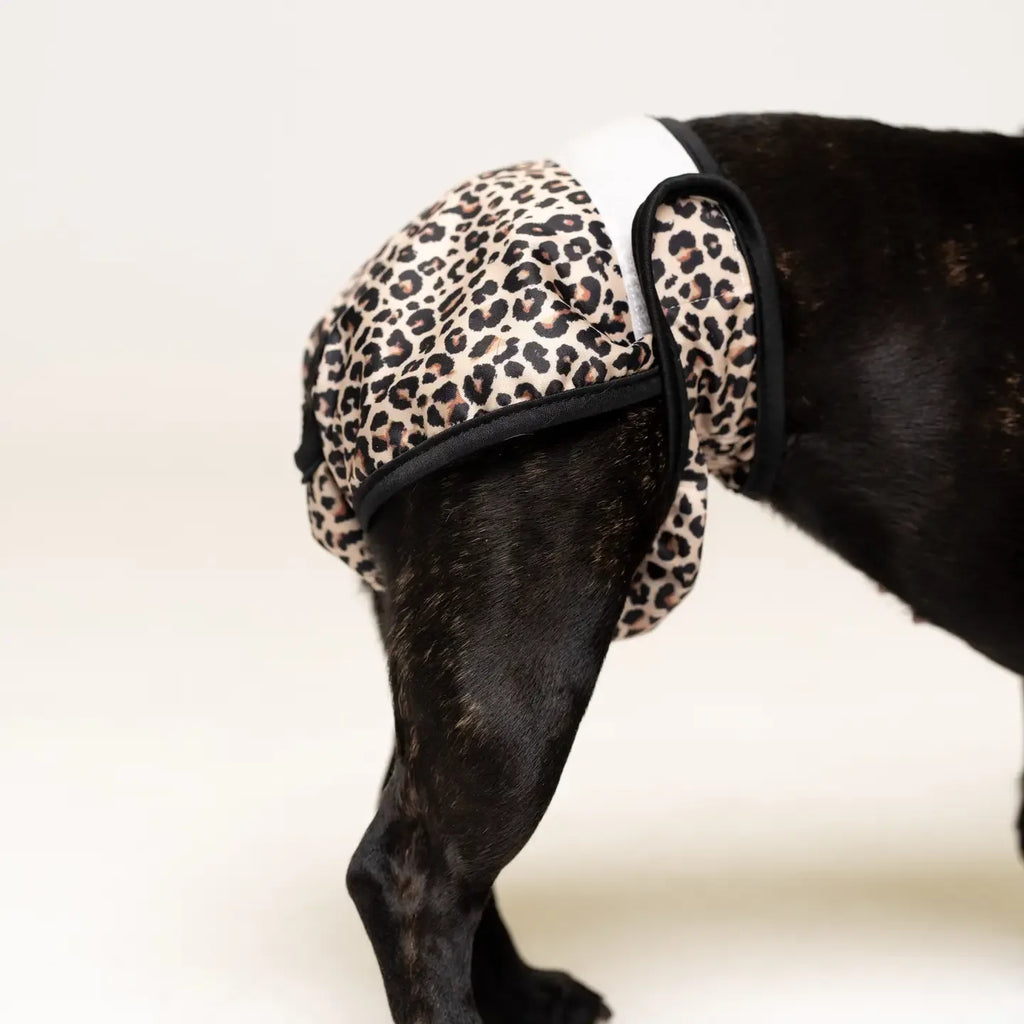Culottes menstruelles pour chien - Cœurs