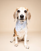 Bandana pour chien - Vichy bleu ciel