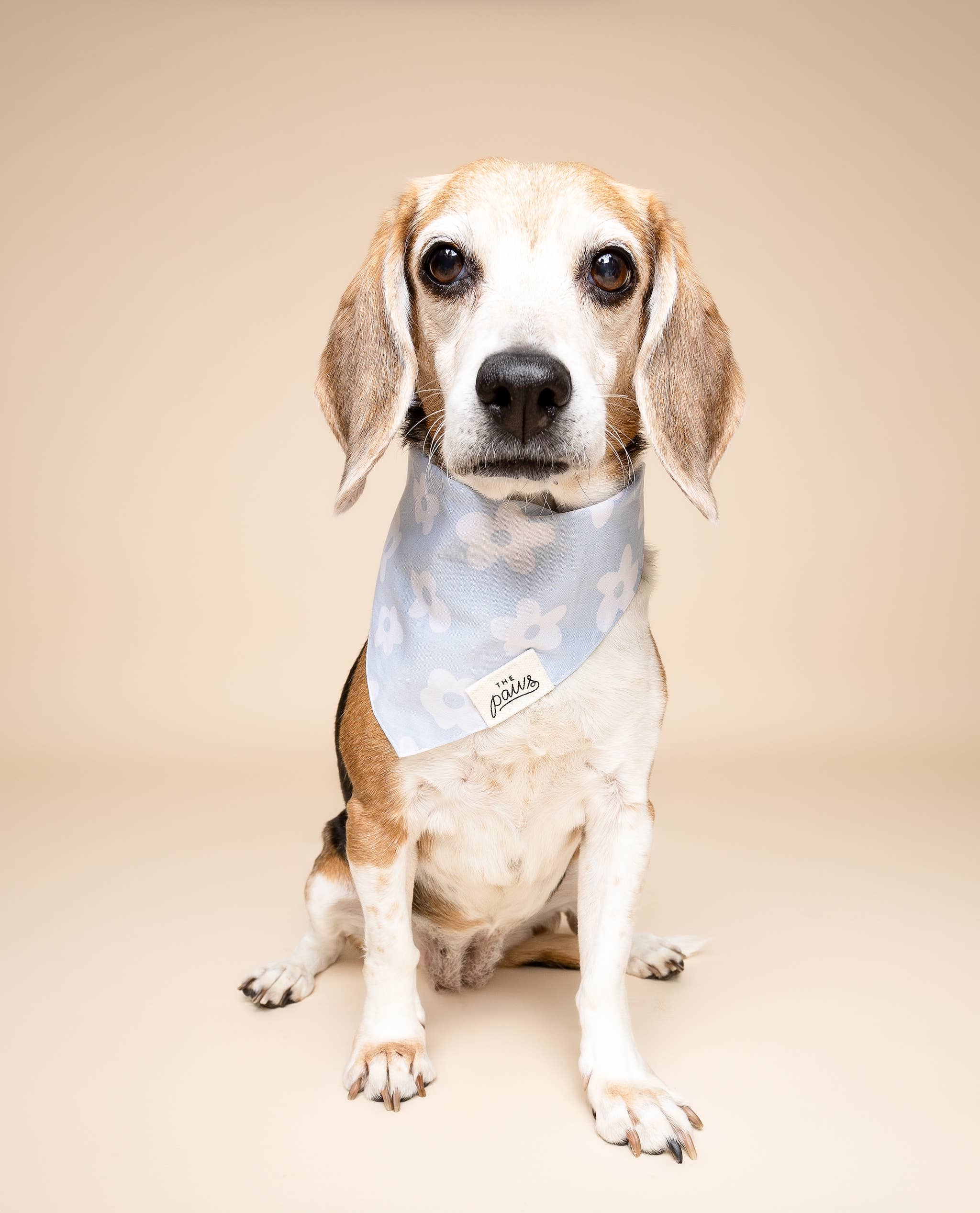 Bandana pour chien - Vichy bleu ciel