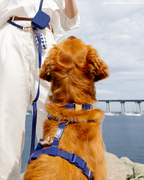 Harnais pour chien imperméable - Bleu marine