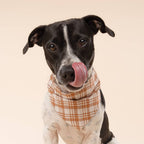 Bandana pour chien Ginger à carreaux orange soleil