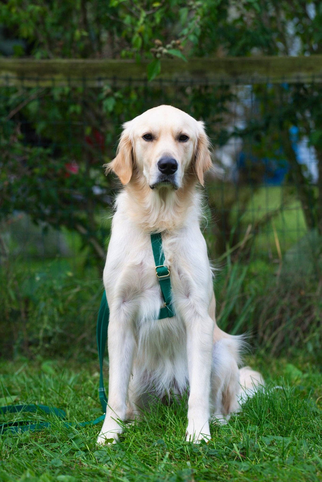 Harnais pour chien imperméable - Vert Sapin