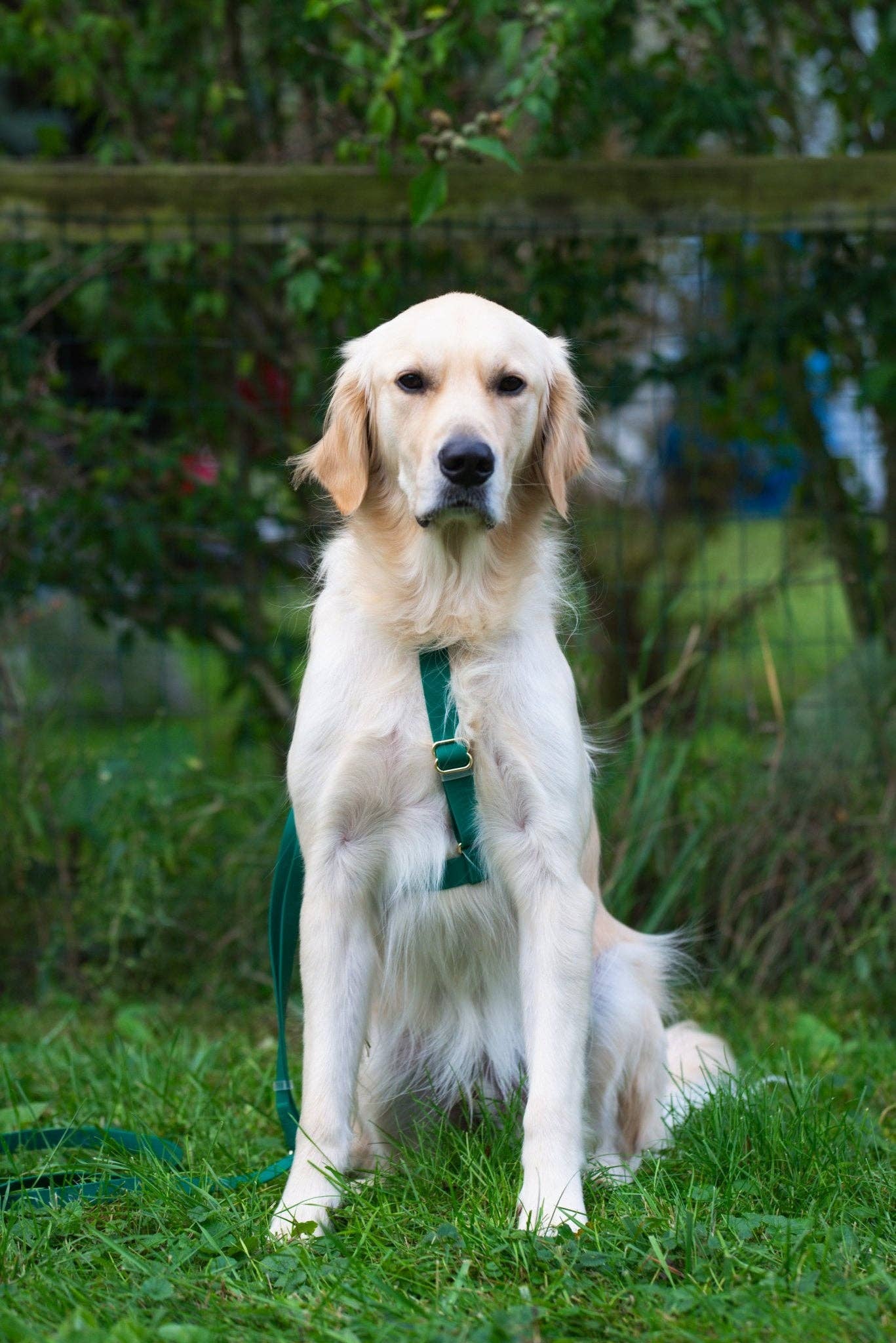 Harnais pour chien imperméable - Vert Sapin