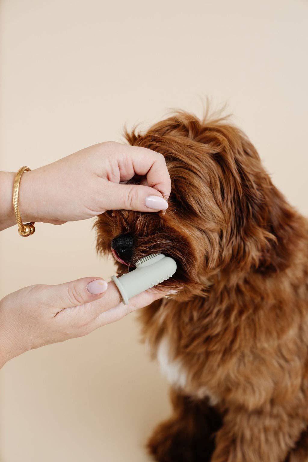 Brosse à dents pour chien