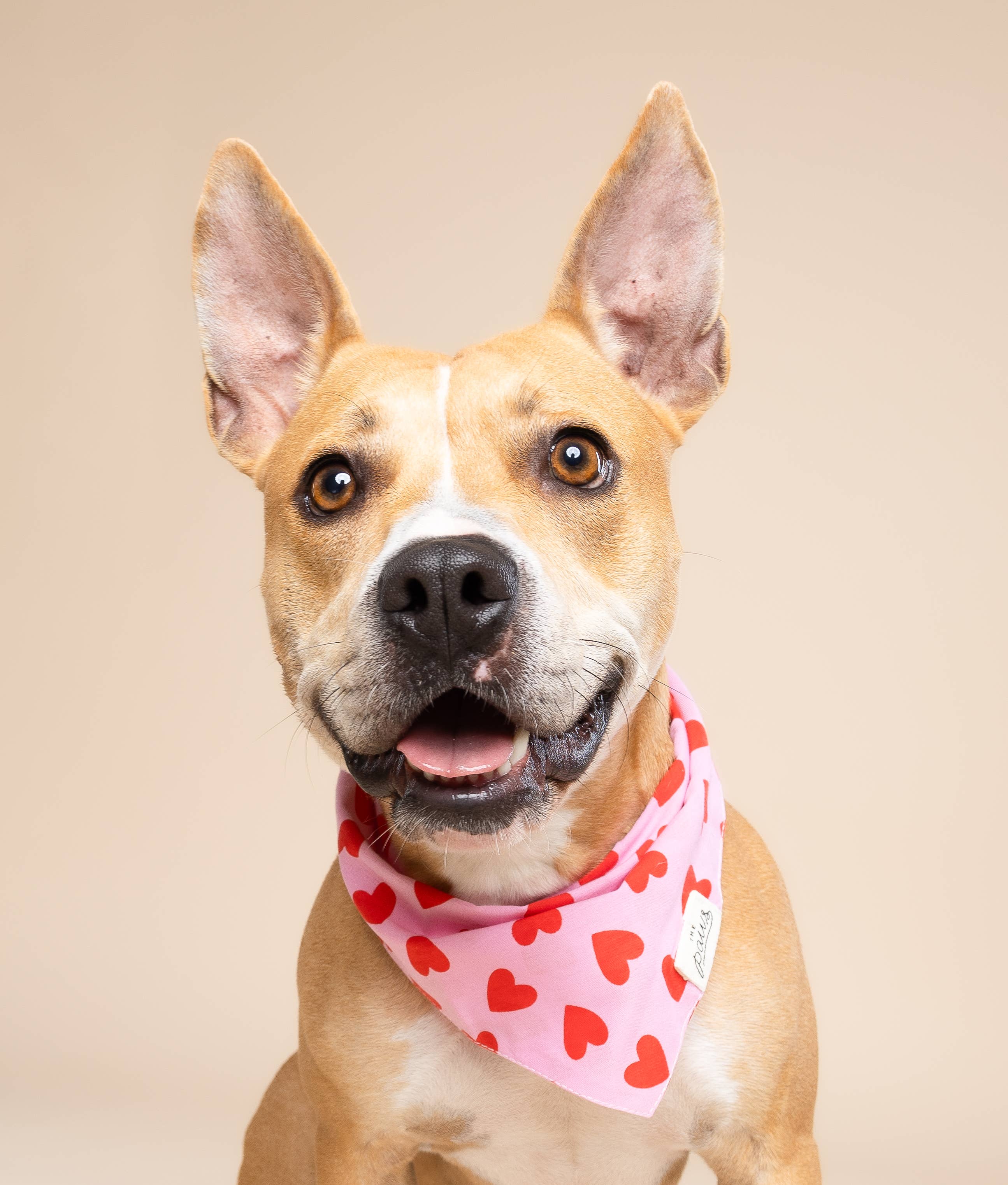 Bandana pour chien - Coeurs rouge et rose