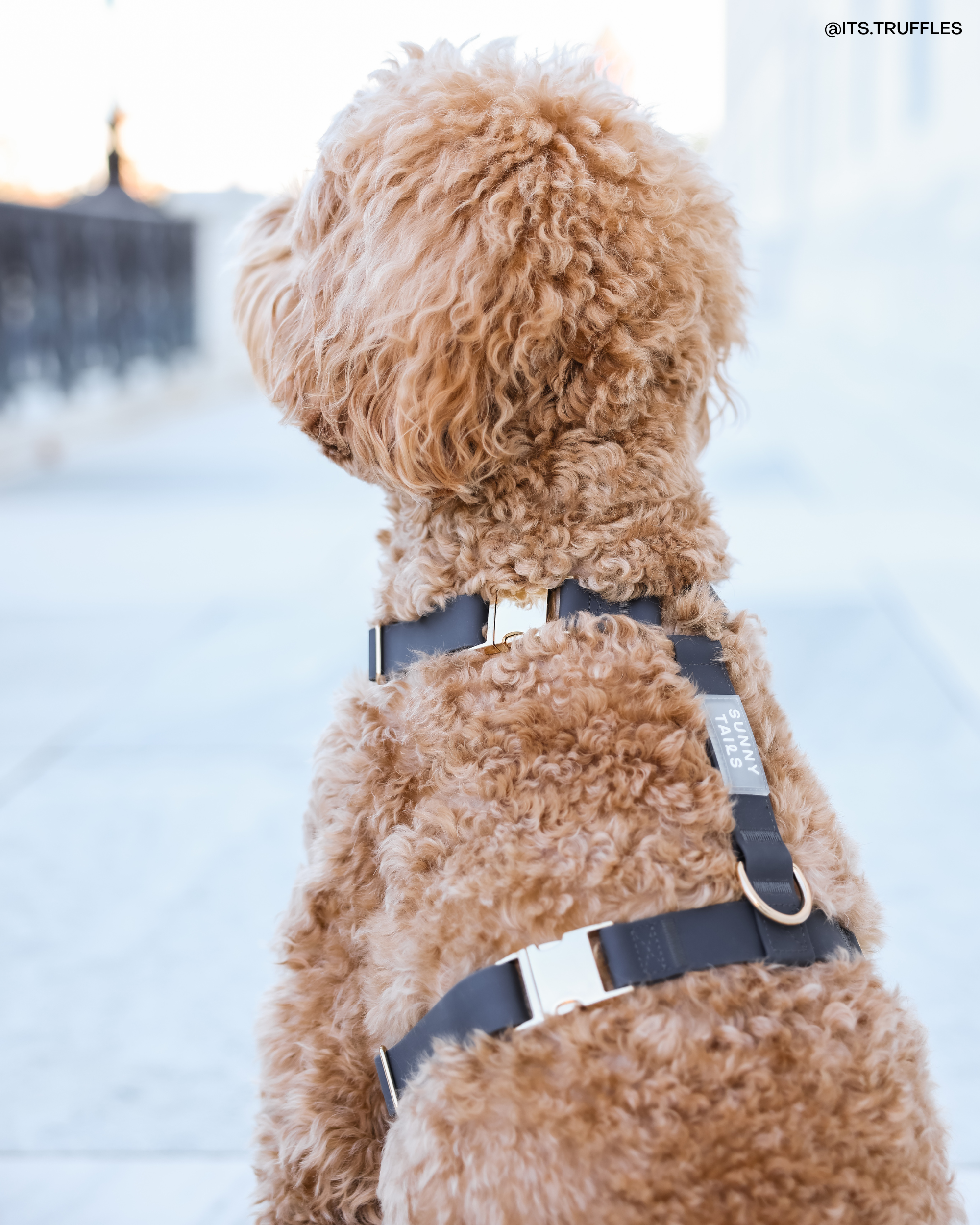 Harnais pour chien imperméable - Noir