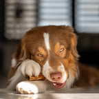 Bois de cerf entier à mâcher pour chien – EKTOR
