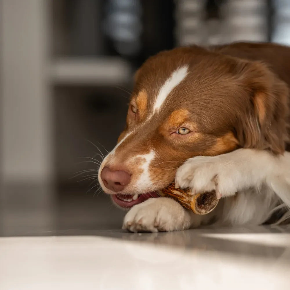 Bois de cerf entier à mâcher pour chien – EKTOR