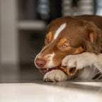 Bois de cerf entier à mâcher pour chien – EKTOR
