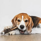Bois de cerf entier à mâcher pour chien – EKTOR