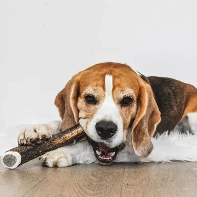 Bois de cerf entier à mâcher pour chien – EKTOR