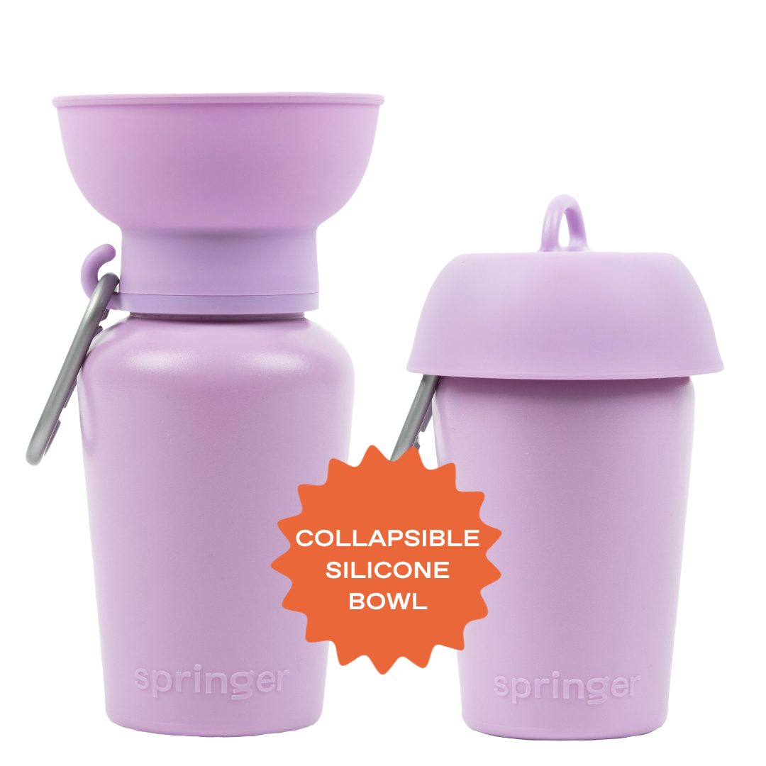 Gourde de voyage pliable pour chien