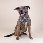 Bandana pour chien - Damier fleuri noir & blanc