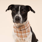 Bandana pour chien Ginger à carreaux orange soleil
