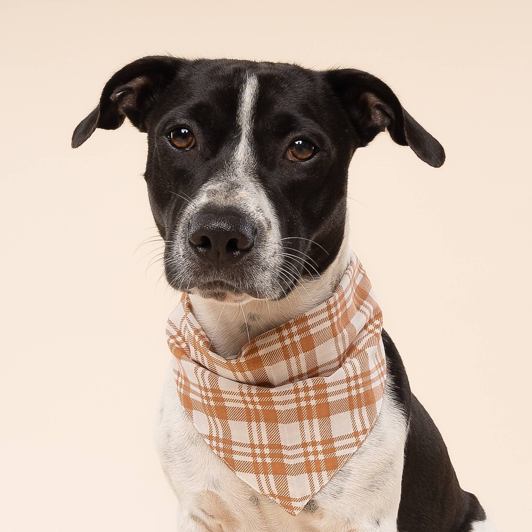 Bandana pour chien Ginger à carreaux orange soleil