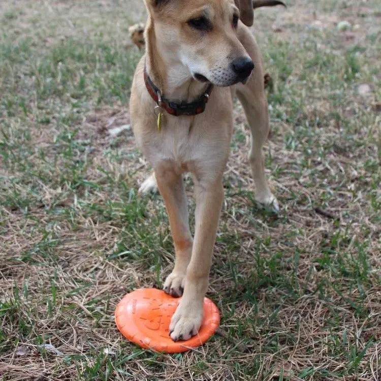Frisbee en caoutchouc