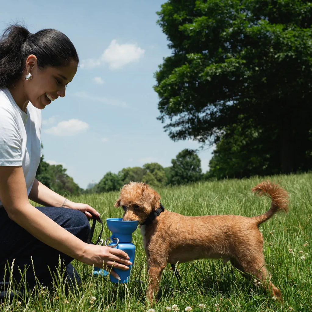 Gourde de voyage pliable bleu clair pour chien