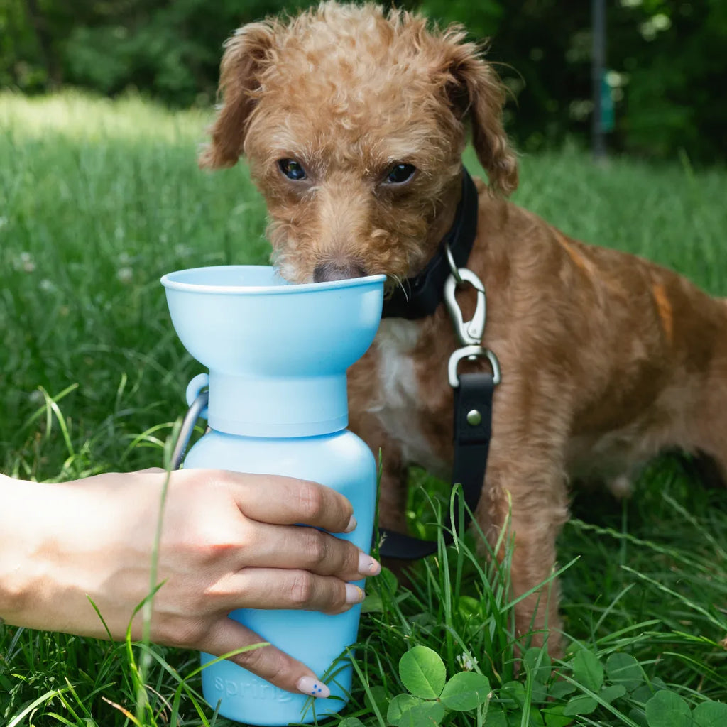 Gourde de voyage pliable bleu clair pour chien
