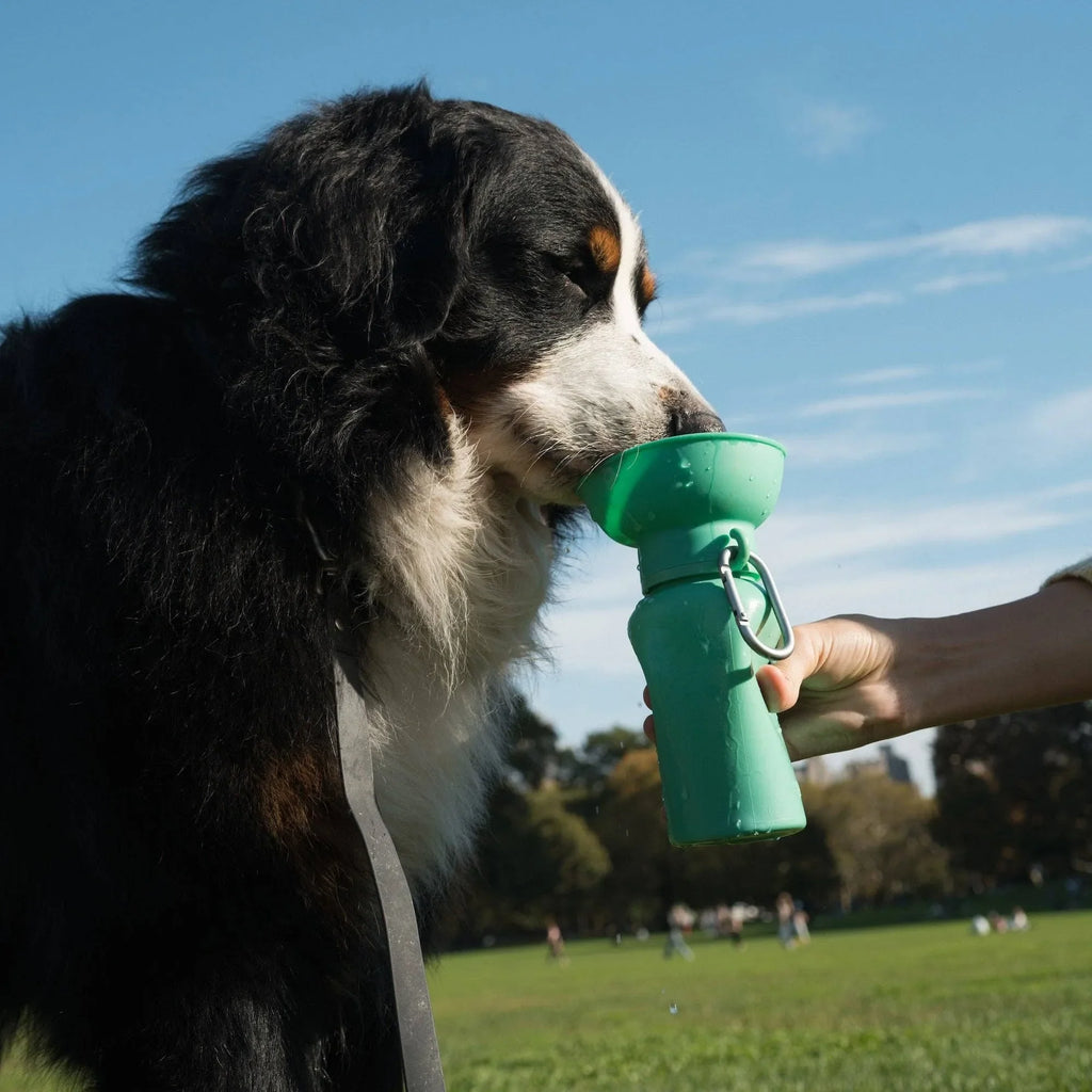 Gourde de voyage pliable verte pour chien