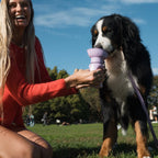 Gourde de voyage pliable violette pour chien