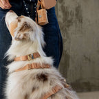 Harnais pour chien imperméable - Beige Latte