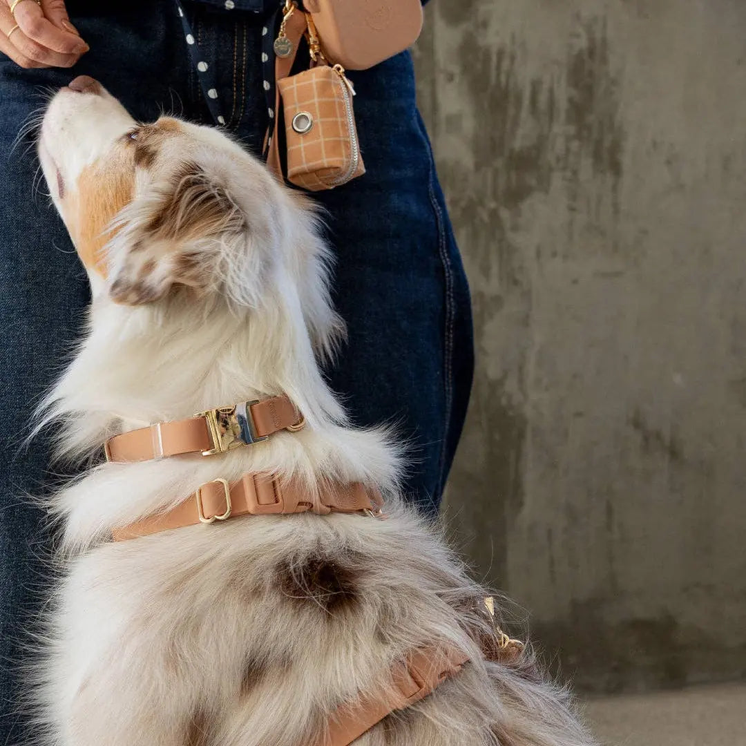 Harnais pour chien imperméable - Beige Latte