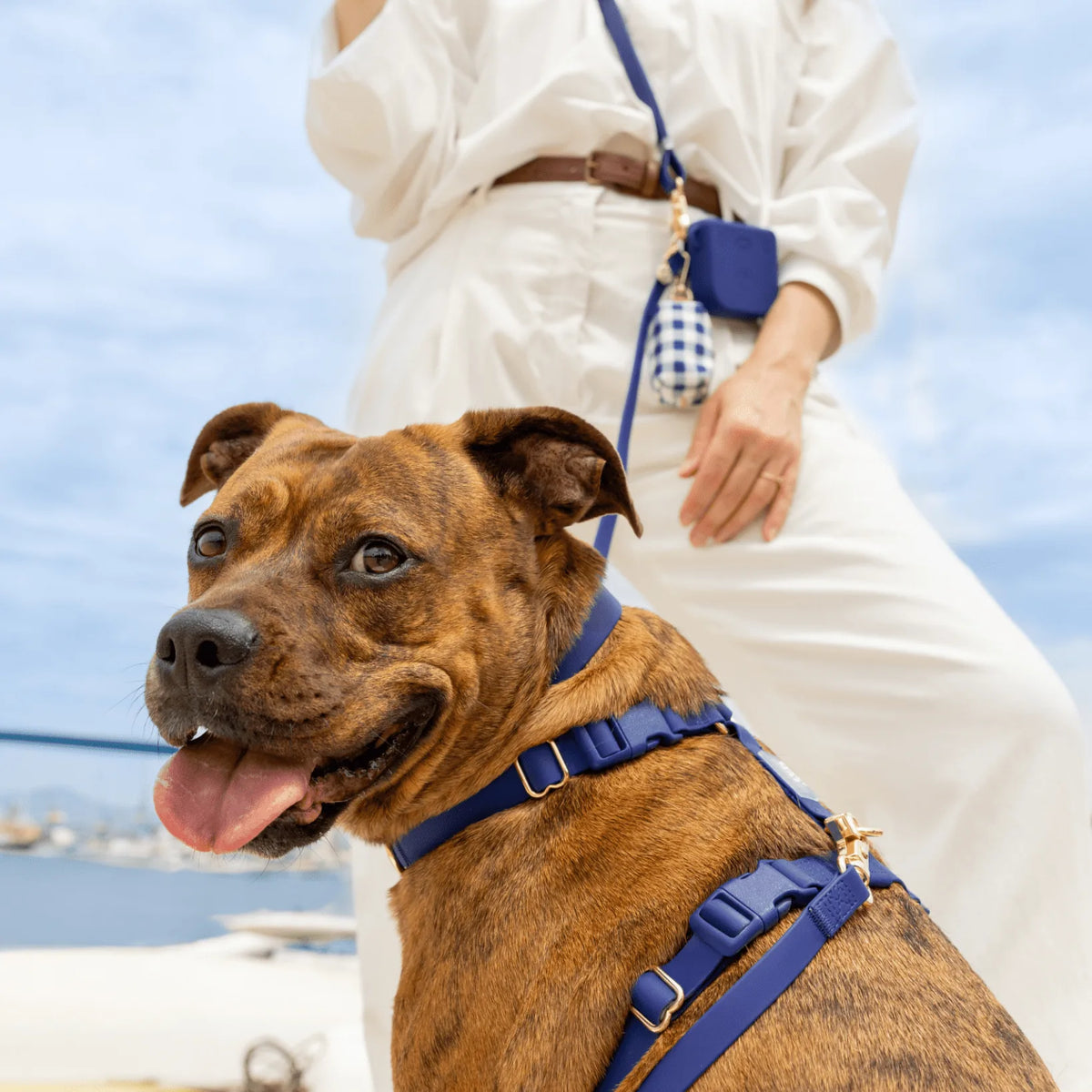Harnais pour chien imperméable - Bleu marine