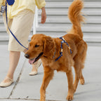 Harnais pour chien imperméable - Bleu marine