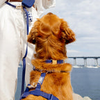 Harnais pour chien imperméable - Bleu marine