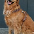 Harnais pour chien imperméable - Chocolat