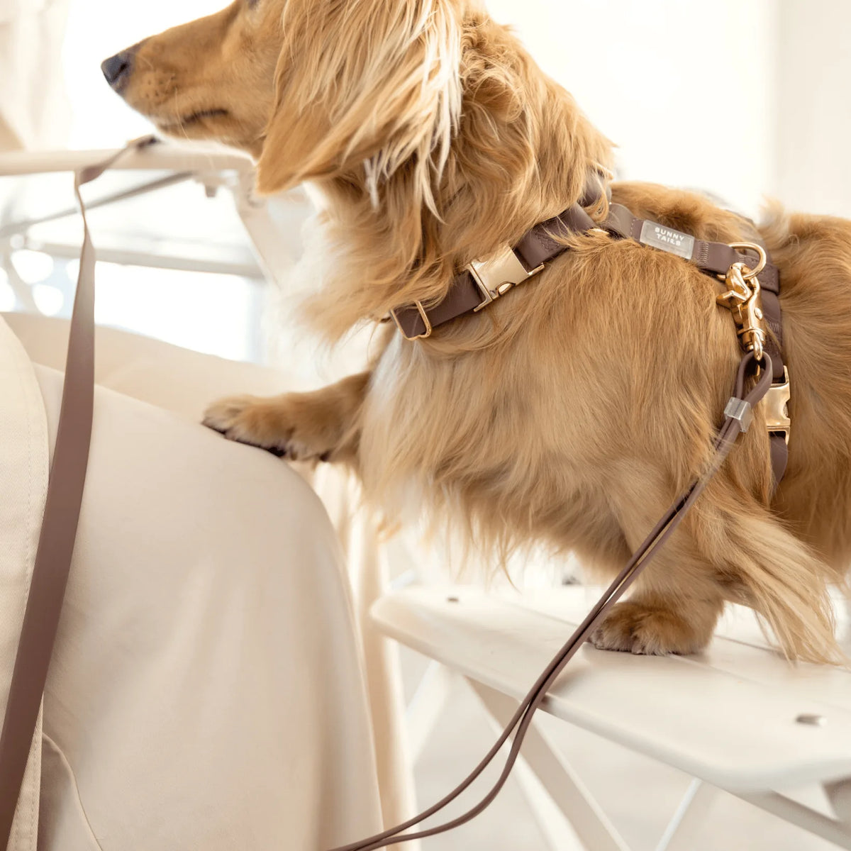 Harnais pour chien imperméable - Chocolat