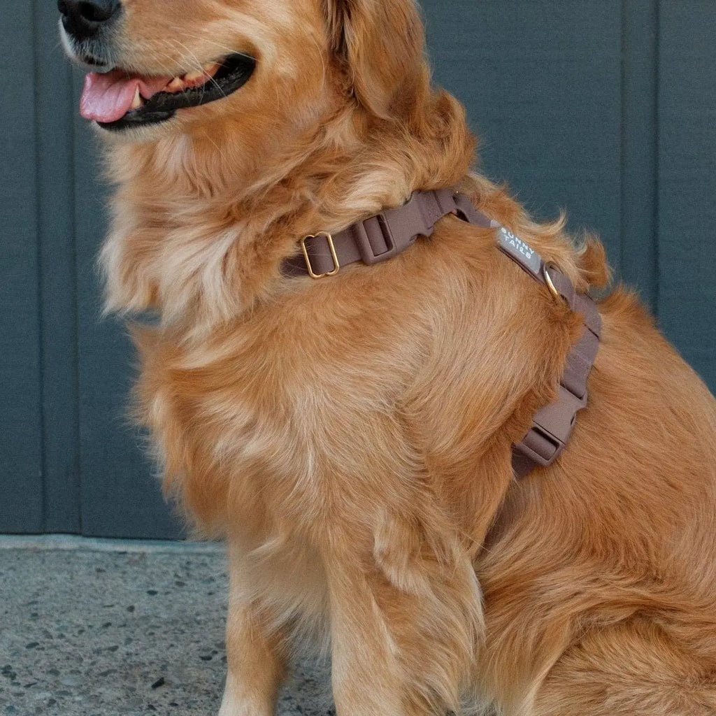 Harnais pour chien imperméable - Chocolat
