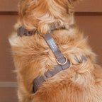 Harnais pour chien imperméable - Chocolat