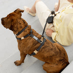 Harnais pour chien imperméable - Noir