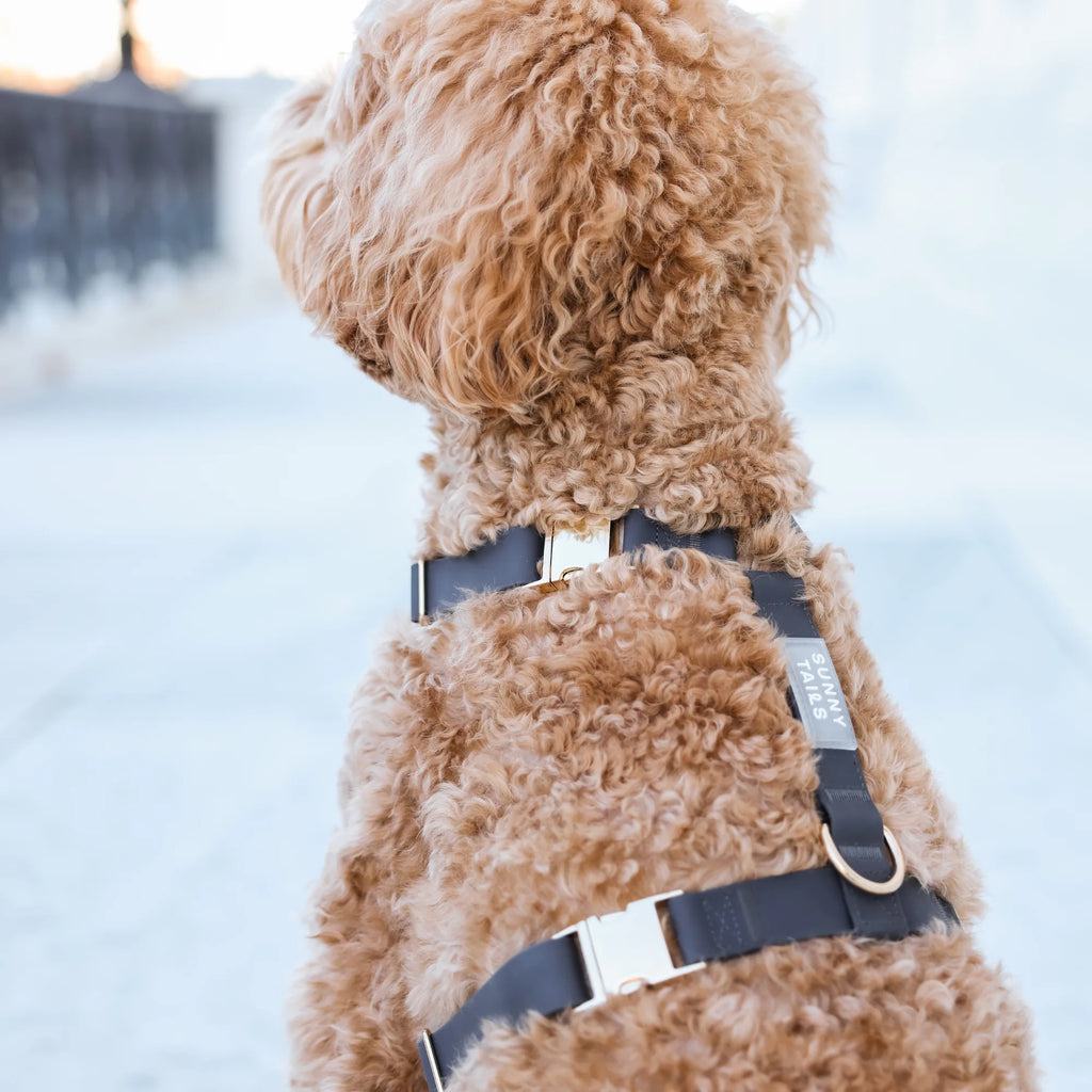 Harnais pour chien imperméable - Noir