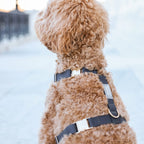 Harnais pour chien imperméable - Noir