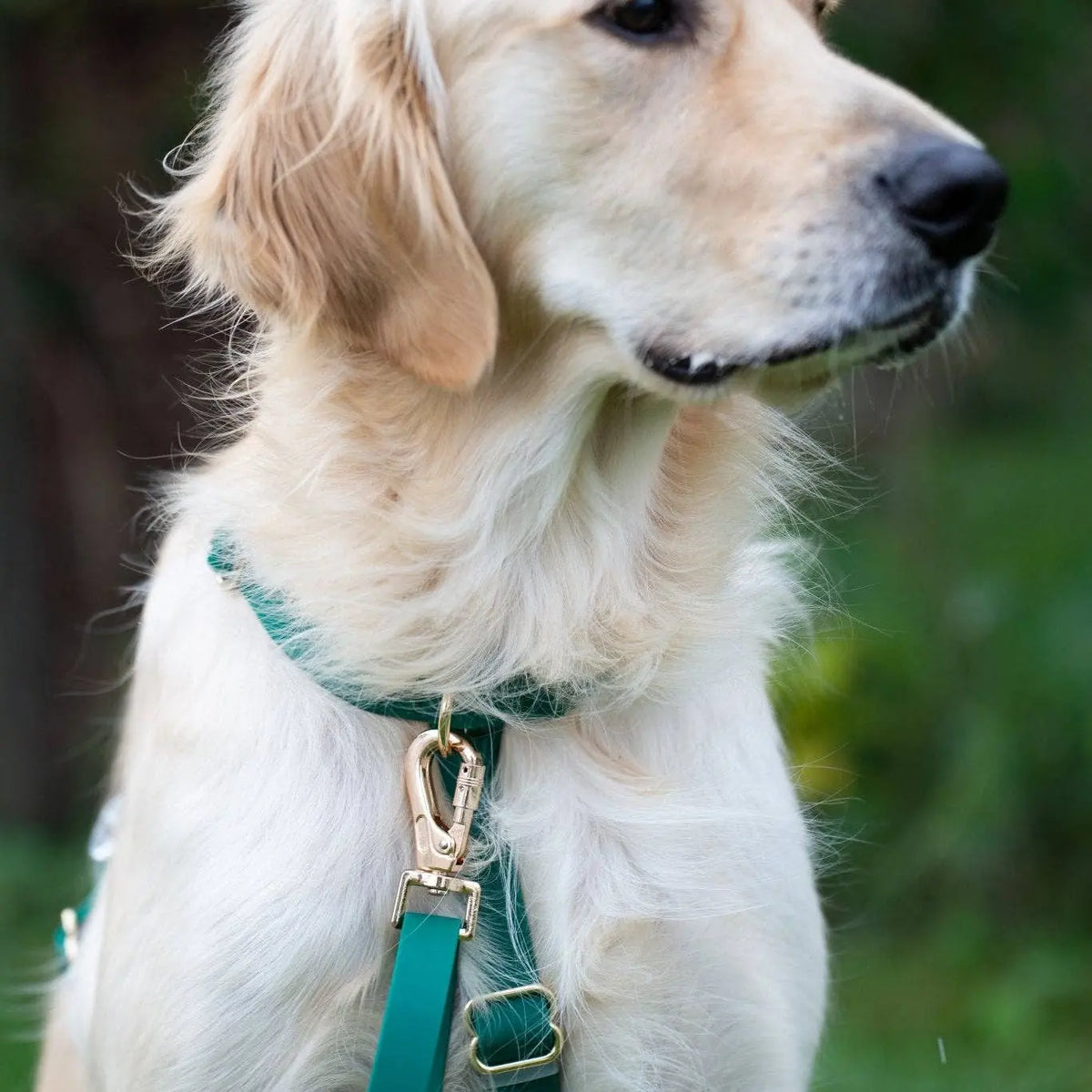 Harnais pour chien imperméable - Vert Sapin