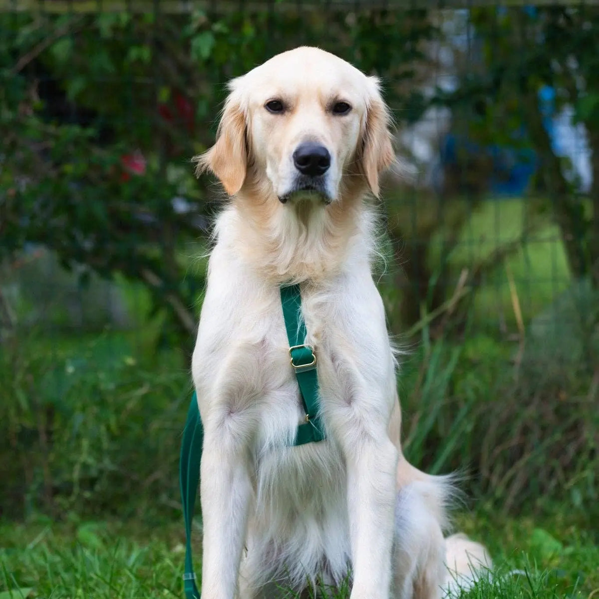 Harnais pour chien imperméable - Vert Sapin