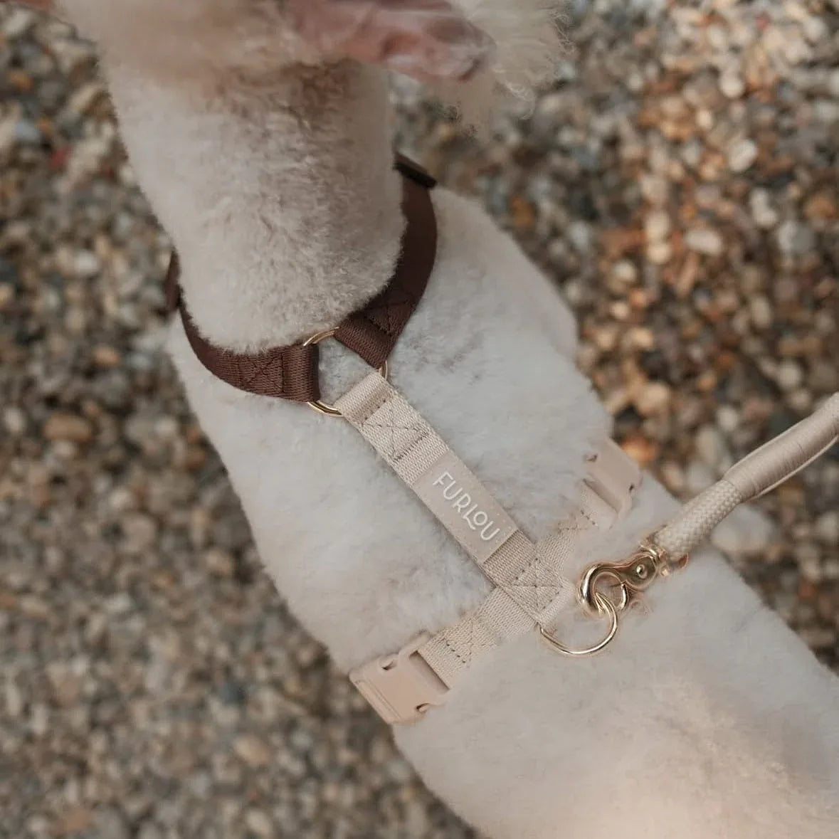 Harnais Strap