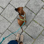 Harnais Strap bleu et vert