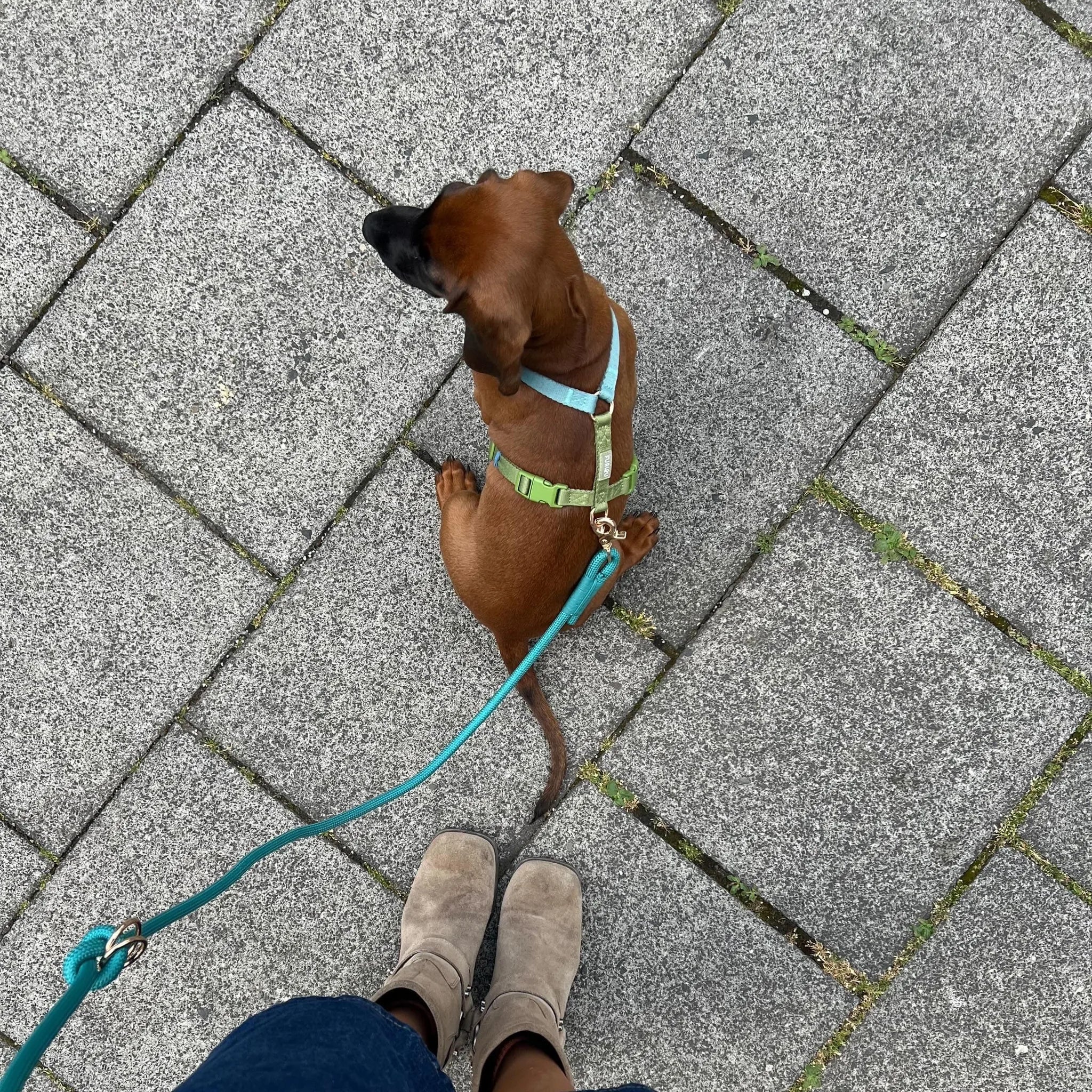 Harnais Strap bleu et vert