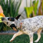Jouet pour chien - Avocado Toast