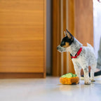 Jouet pour chien - Avocado Toast