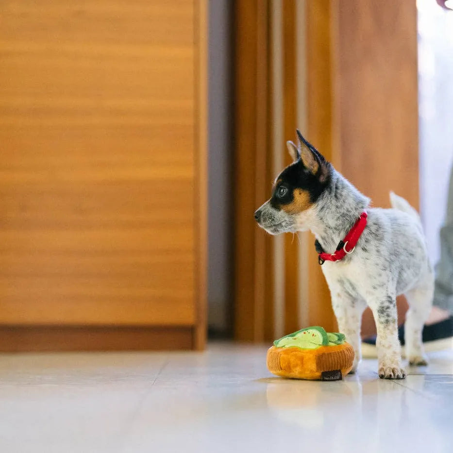 Jouet pour chien - Avocado Toast