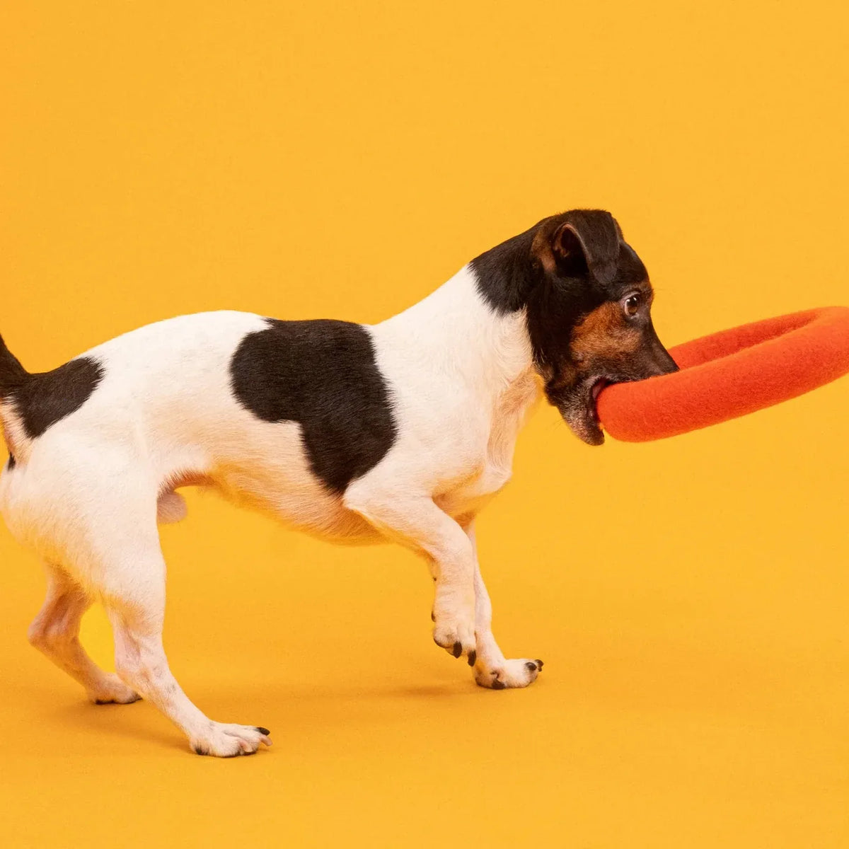 Jouet orange pour chien en laine - Ring