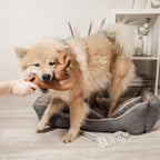 Jouet pour chien robuste avec couineur - Lapin